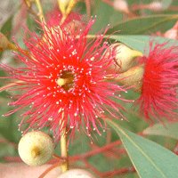 Image of Eucalyptus Euky Dwarf