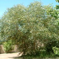 Image of Eucalyptus (Snow Gum)