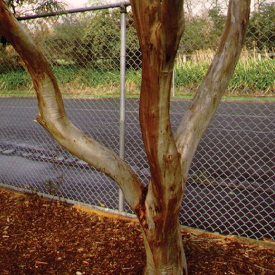 Image of Swamp Mallet