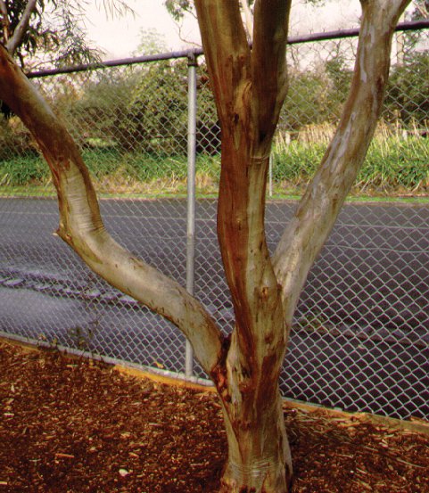 Image of Swamp Mallet