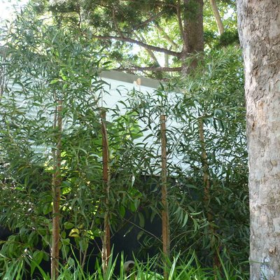 Image of Eucalyptus spektatrix 'little speccy'