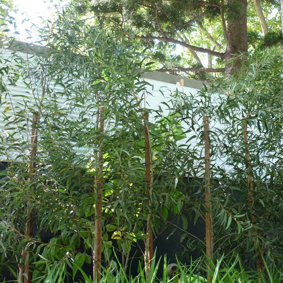 Image of Eucalyptus spektatrix 'little speccy'