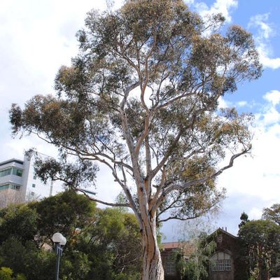 Image of Sugar Gum