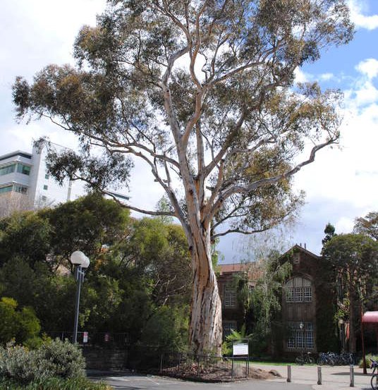 Image of Sugar Gum