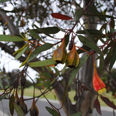 Image of Fuchsia Mallee