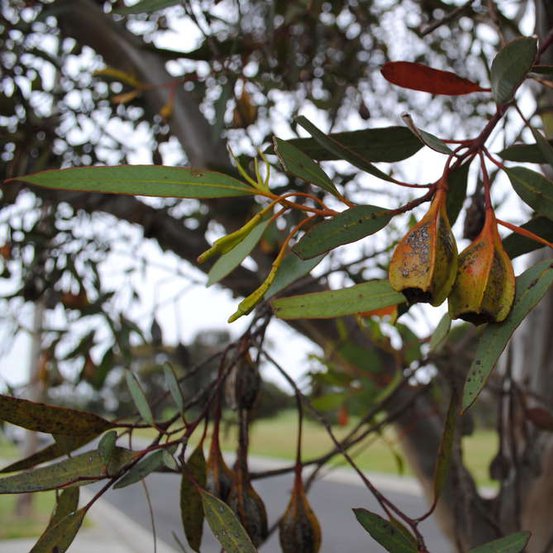 Image of Fuchsia Mallee