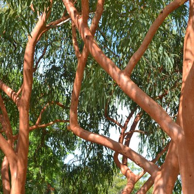 Image of Herbert’s Gum 