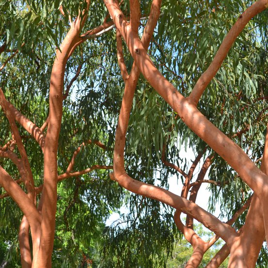 Image of Herbert’s Gum 