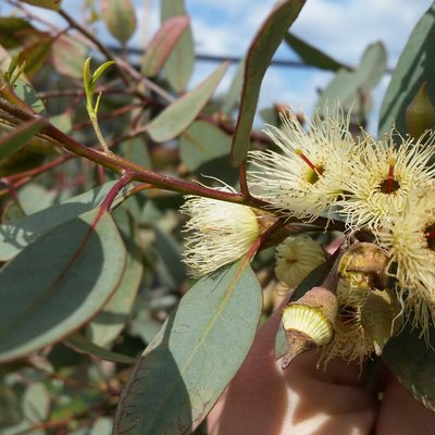 Image of Blue gum, White ironbark, Yellow gum