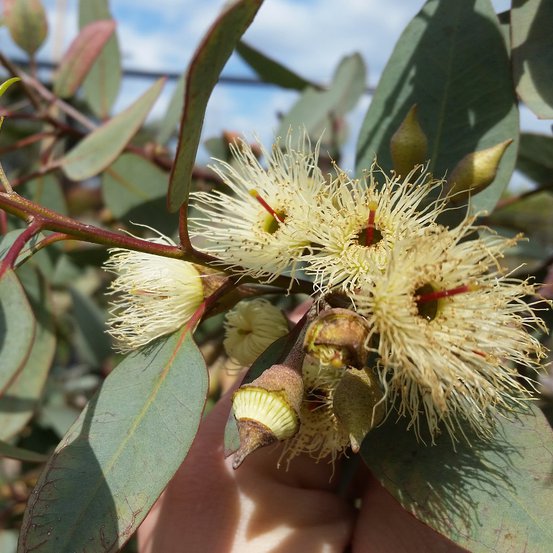 Image of Blue gum, White ironbark, Yellow gum