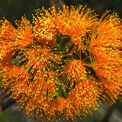 Image of Scarlet Gum