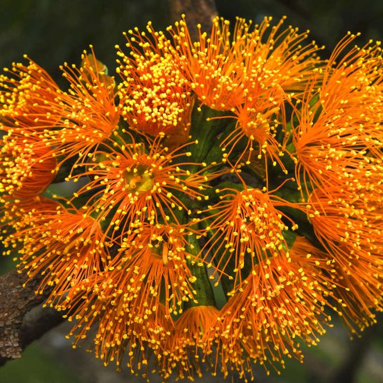 Image of Scarlet Gum