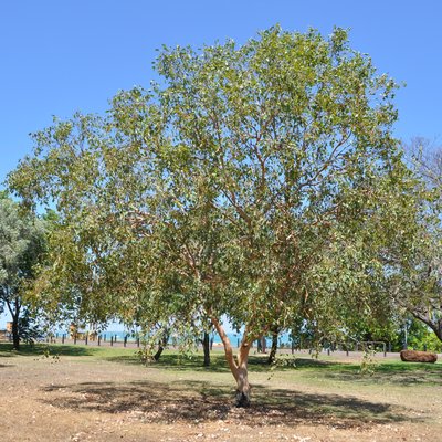 Image of Hills Salmon Gum