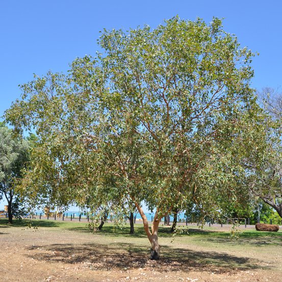 Image of Hills Salmon Gum