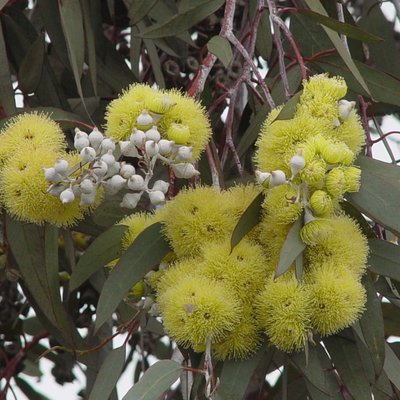 Image of Lemon flowered Gum