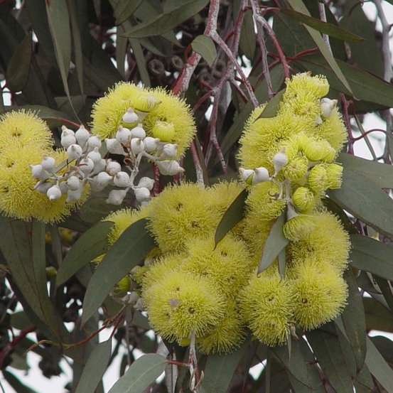 Image of Lemon flowered Gum