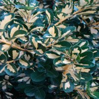 Image of Euonymus (Golden)