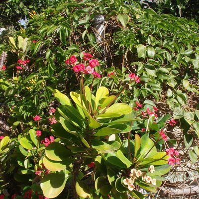 Image of Crown of Thorns