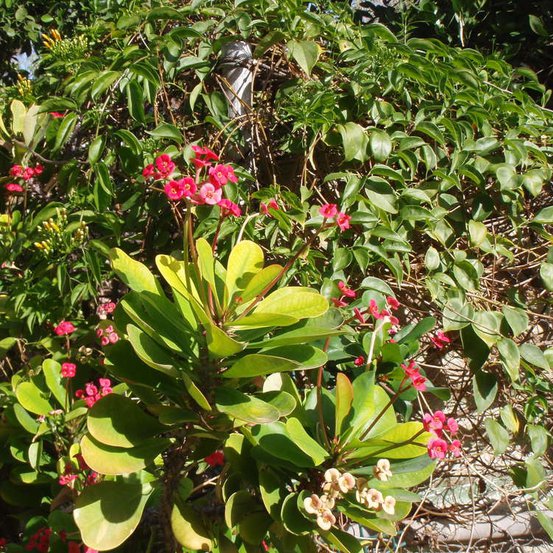 Image of Crown of Thorns