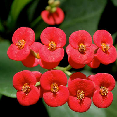 Image of Crown of Thorns