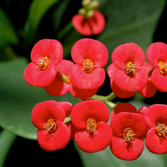 Image of Crown of Thorns