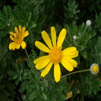 Image of Euryops