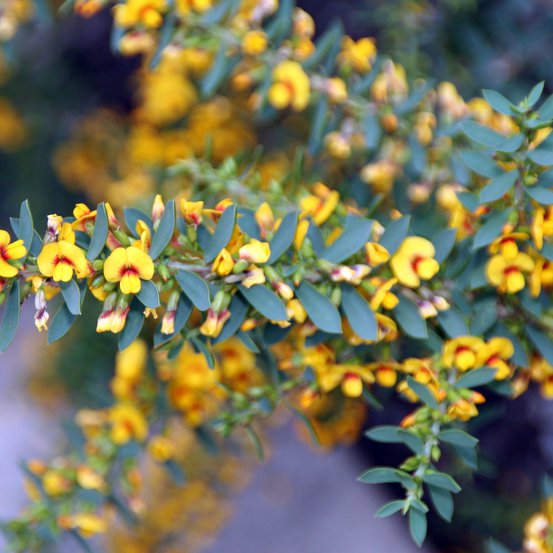 Image of Eutaxia