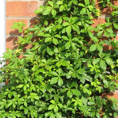 Image of Evergreen Chile Grape