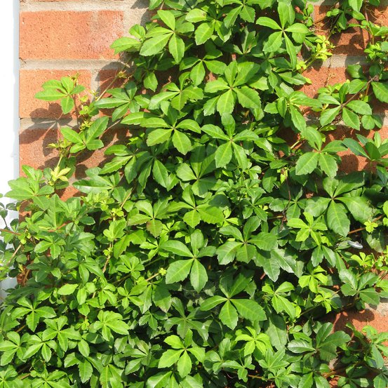 Image of Evergreen Chile Grape
