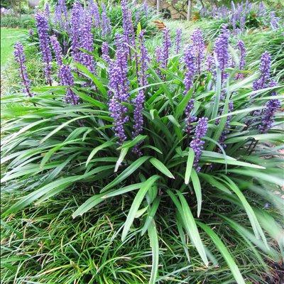 Image of Evergreen Giant