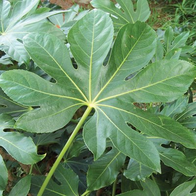 Image of Japanese Aralia