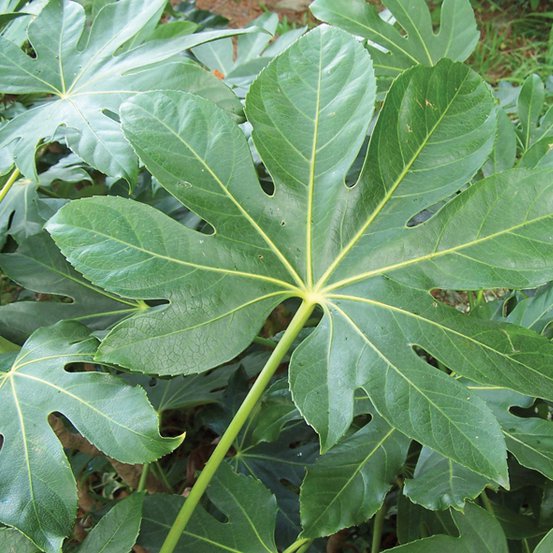Image of Japanese Aralia