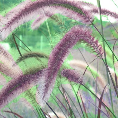 Image of Feather Reed Grass