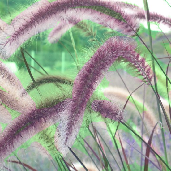 Image of Feather Reed Grass