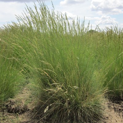 Image of Blue Grass