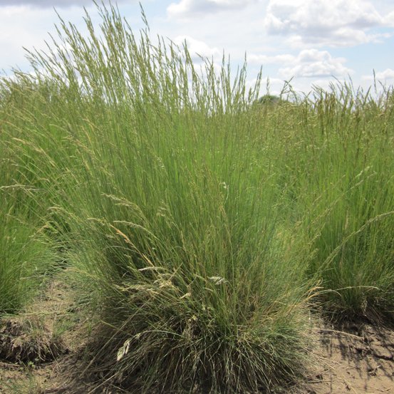 Image of Blue Grass
