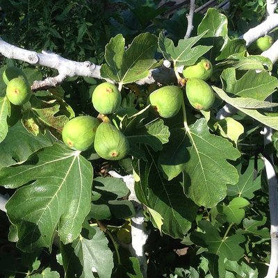 Image of Fig