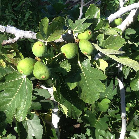 Image of Fig