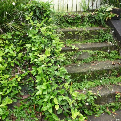 Image of Creeping Fig
