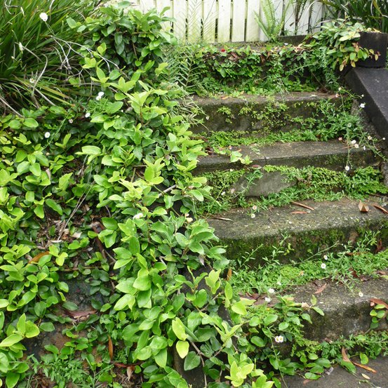 Image of Creeping Fig