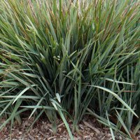 Image of Flax Lily (Dianella revoluta)