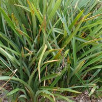 Image of Flax Lily (Dianella tasmanica)