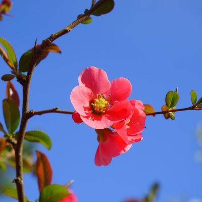 Image of Flowering Japonica