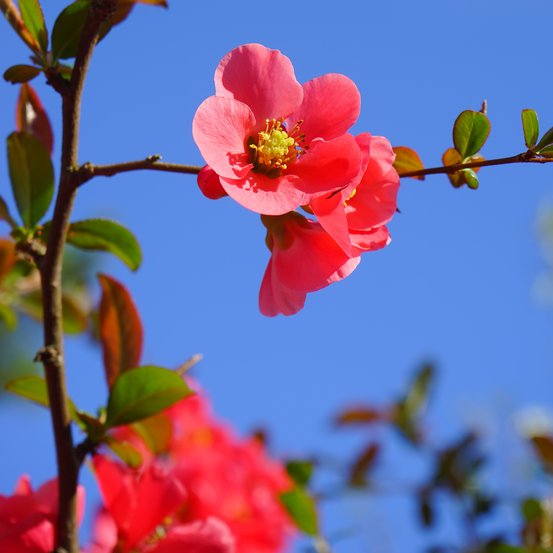 Image of Flowering Japonica