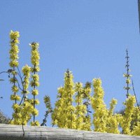 Image of Forsythia