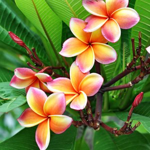 Image of Tricolour Frangipani