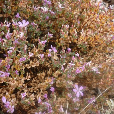 Image of Bristly Sea Heath, Salty Heath