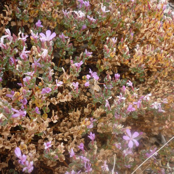 Image of Bristly Sea Heath, Salty Heath