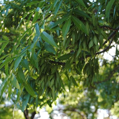 Image of Claret Ash