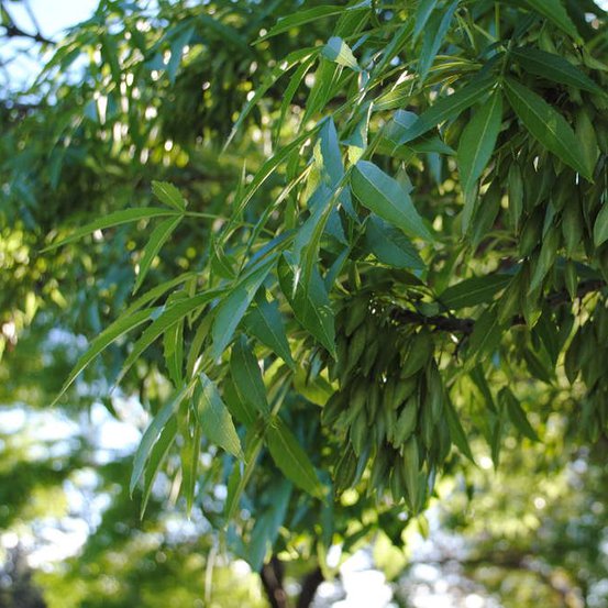 Image of Claret Ash